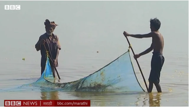 चिरा मीनू मासे साडीने पकडावे लागतात.