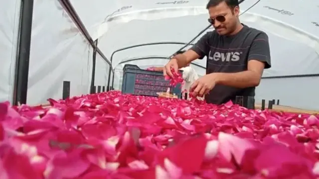 రోజ్ వాటర్