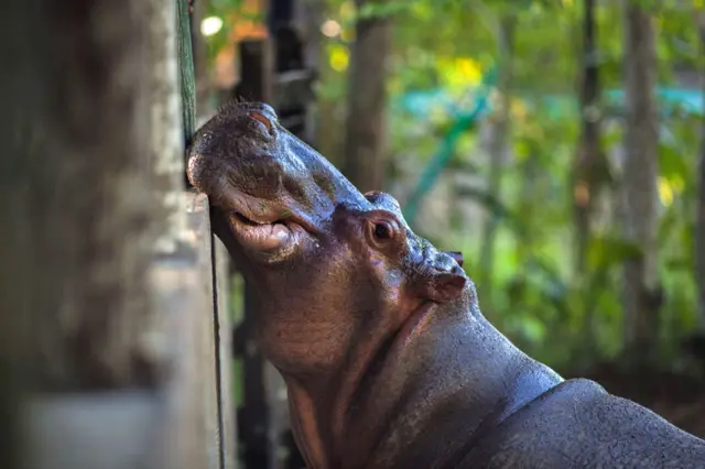 पाब्लोले भित्र्याएका हिपोलाई 'कोकेन हिपो' को सङ्ज्ञा दिइएको थियो। 