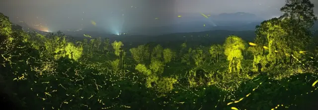 மின்மினிப் பூச்சிகளால் ஒளிரும் ஆனைமலை: விருது வென்ற அதிசய புகைப்படத்தின் பின்னணி