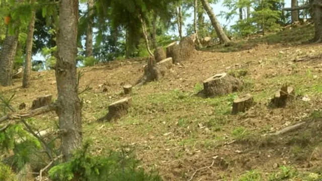 درختان قطع شده یک منطقه جنگلی در افغانستان