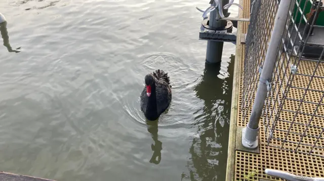 Rare black swan spotted on River Avon in Stratford