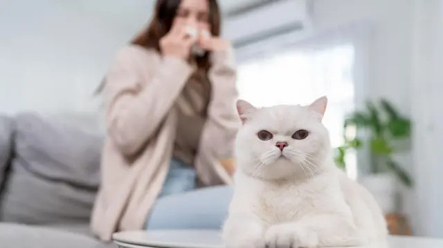 Ilustrasi alergi bulu kucing