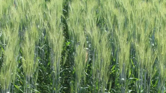 ગુજરાત ઘઉં શિયાળુ પાક