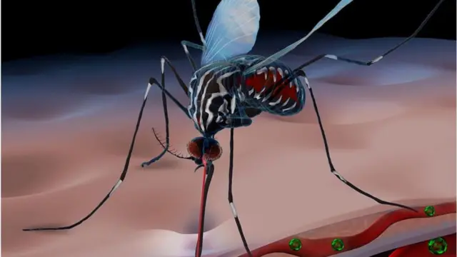 এডিস মশা