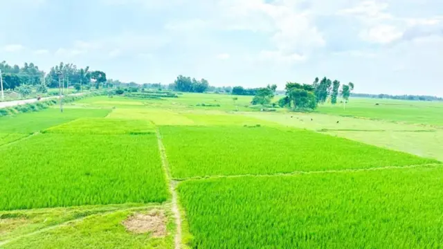 मधेशमा धान रोपिएको खेत