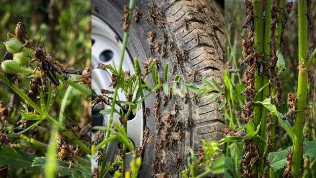 Кыргызстанда быйыл чегиртке көп