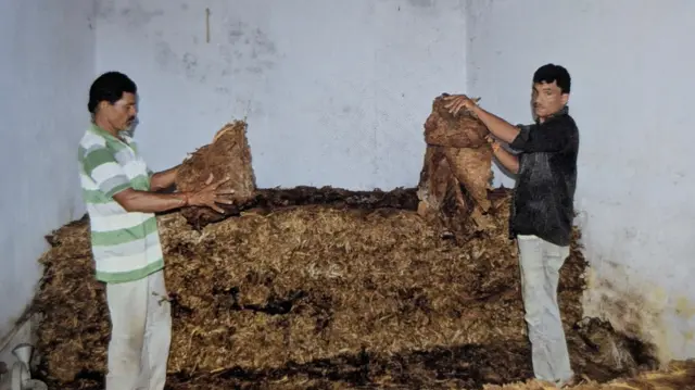 ચરોતર, તમાકુ ખેતી, બીબીસી, ગુજરાતી