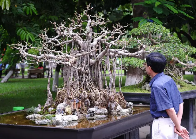 Bonsai at a competition