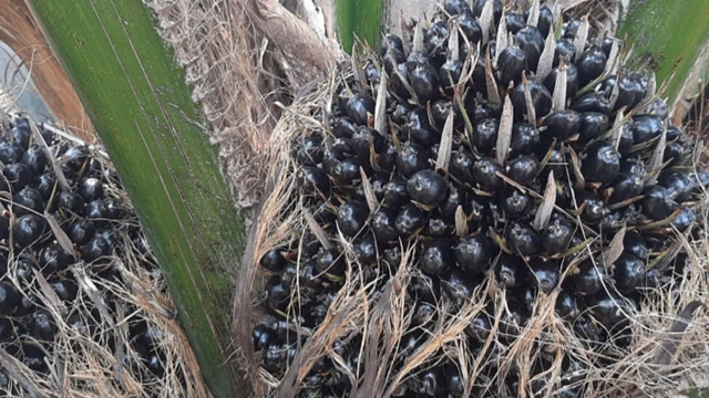 తెలంగాణ, ఆయిల్ పామ్, రేవంత్ రెడ్డి, వ్యవసాయం, వరి పంట, అంతరపంటలు