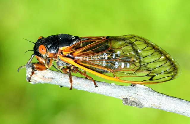 A cicada sits on a branch, its orange eyes bulging and its wings tucked behind it. The bright green background suggests it is outside. 