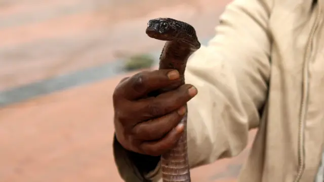 இறந்த பிறகும் கடிக்கும் பாம்புகள், இந்தியா, அசாம், 3 பேர் என்ன ஆயினர்?