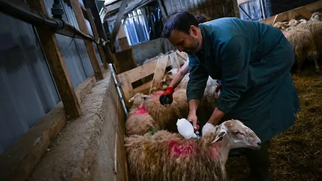 Ветеринар у зеленому комбінезоні нахиляється до вівці та робить їй щеплення у сараї. На шерсті тварини видно червоні плями