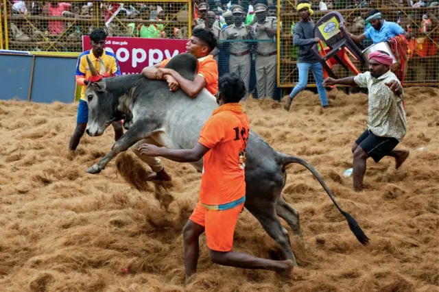 ஜல்லிக்கட்டு வழக்கை விசாரித்துத் தீர்ப்பளித்த நீதிபதிகள்அமர்விலும் அஜய் ரஸ்டோகி இடம்பெற்றிருந்தார்.