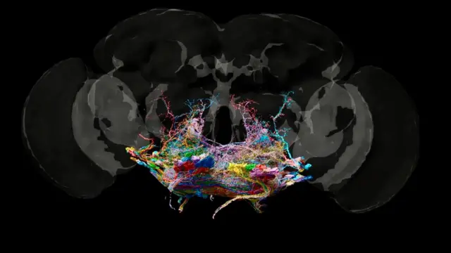 A map of the fly's brain shows certain sections toward the base highlighted in different colours.