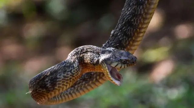 પફ એડર, બીબીસી, ગુજરાતી