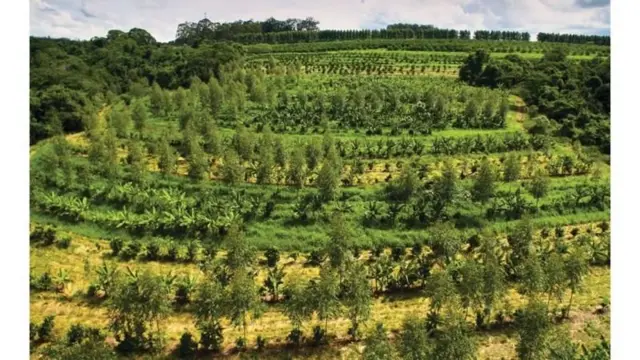 Agrofloresta na Fazenda Toca