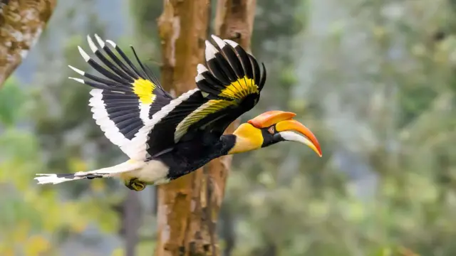 இருவாச்சி - உலக காட்டுயிர் தினம்