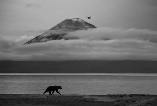Un oso pardo camina por la orilla de un lago con el volcán Iliinsky a lo lejos. Una capa de nubes se arremolina alrededor de la cima del volcán al paso de una gaviota, alineada con la cima del volcán.