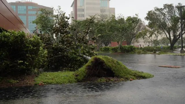 Trees wey di hurricane hit dey ground