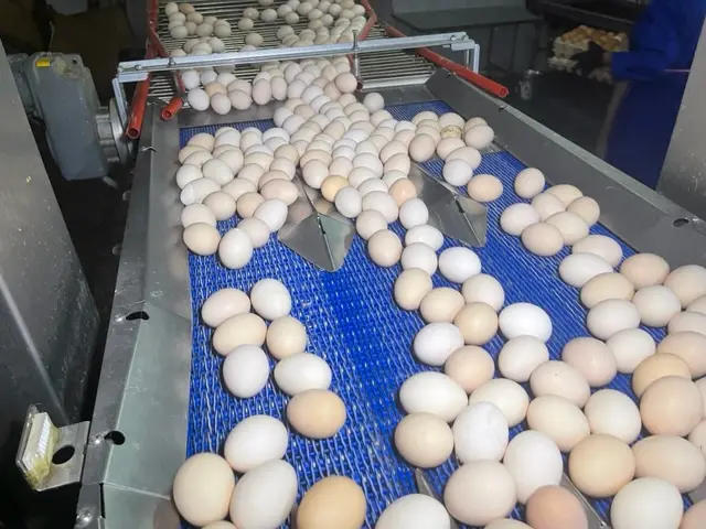 Жумуртка азык-түлүк коопсуздугун камсыздоо үчүн да тизмеге кошулган маанилүү азык