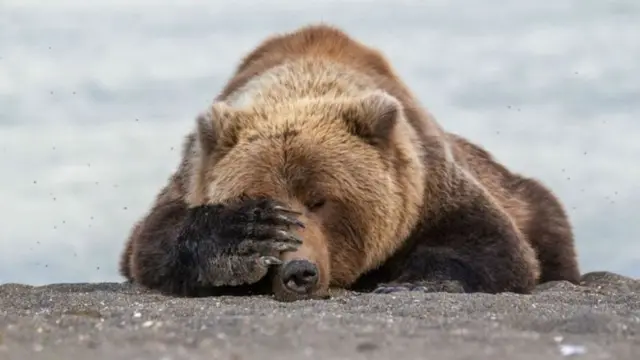 Bineettii dadhabbii keessa jirtuu