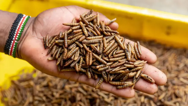 د مچانو لاروا په دوو ساعتونو کې یوه لویه پیزا له منځه وړلی شي