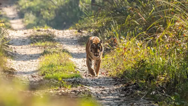 காட்டில் வாழும் புலிகளை செல்லப் பிராணியாகக் கொடுக்க பரிந்துரைக்கும் நேபாள பிரதமர் – ஏன்?