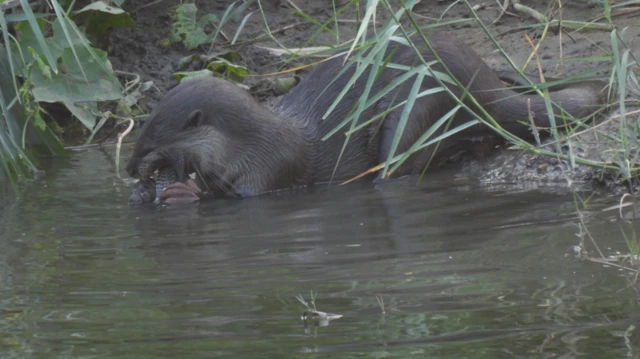 நீர் நாய், காவிரி, தாமிரபரணி