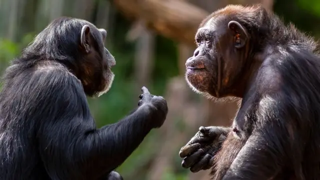 မျောက်ဝံ