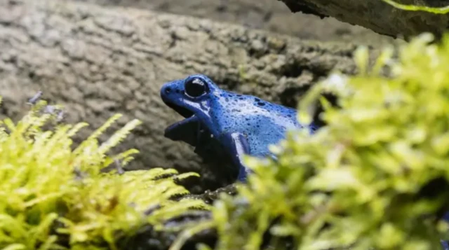 ਡਾਰਟ ਫਰੌਗ