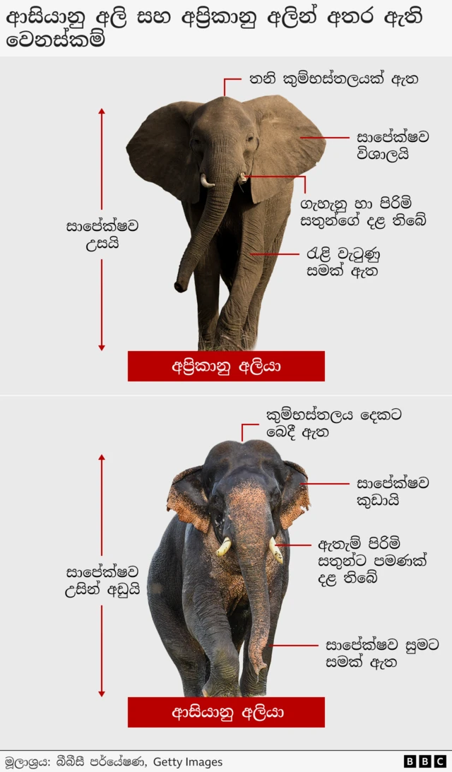 අප්‍රිකානු අලින් ආසියානු අලින්ට සාපේක්ෂව උස, බර, කන්වල විශාලත්වය අතින් දැවැන්තයන් වන අතර, අප්‍රිකානු අලින්ගේ සියලු අලින්ට දළ පිහිටයි. නමුත් ආසියානු අලින්ගේ දළ පිහිටන්නේ ඇතැම් පිරිමි සතුන්ට පමණි. එමෙන් ම අලියාගේ ශරීරයේ ඉහළ ම ස්ථානය වන කුම්භස්තලයේදී වෙනසක් නිරීක්ෂණය කළ හැකි ය. අප්‍රිකානු අලින්ගේ හිස තනි ගෝලයක් ලෙස පිහිටා ඇත. නමුත් ආසියානු අලින්ගේ හිස කුම්භස්තලය දෙකට බෙදී ගොස් නිර්මාණය වී ඇත.
එනම් ආසියානු අලින්ගේ හිස ගෝල දෙකකින් සෑදී ඇති බවක් දිස් වේ.
අප්‍රිකානු අලින්ගේ සම රැළි වැටුණු සමක් වනමුත් ආසියානු අලින්ගේ සම සාපේක්ෂව මෘදු ය.
