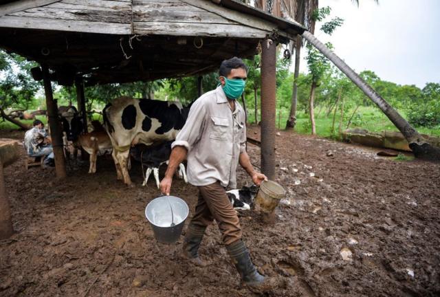 Pecuarista cubano segurando balde com leite, com vacas ao fundo