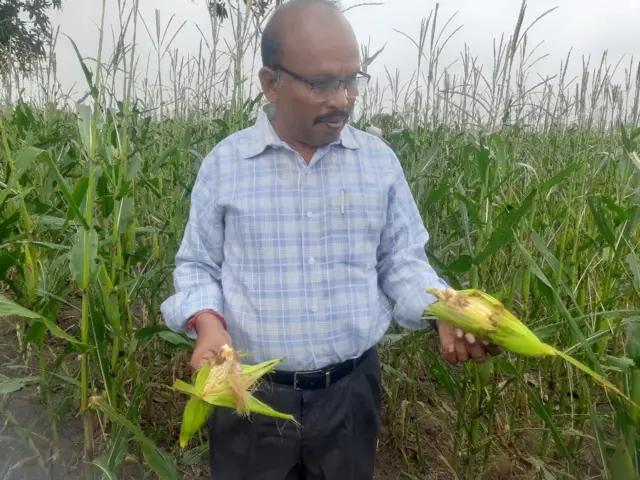மக்கா சோளம் சாகுபடி பூச்சி தாக்குதல் விவசாயம்
