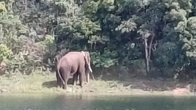 তামিলনাড়ুর কর্মকর্তারা বলছেন আরিকোমবানকে সরিয়ে নেয়ার কাজে তারা 'সফল' হয়েছেন
