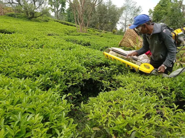 चिया टिप्दै कामदार