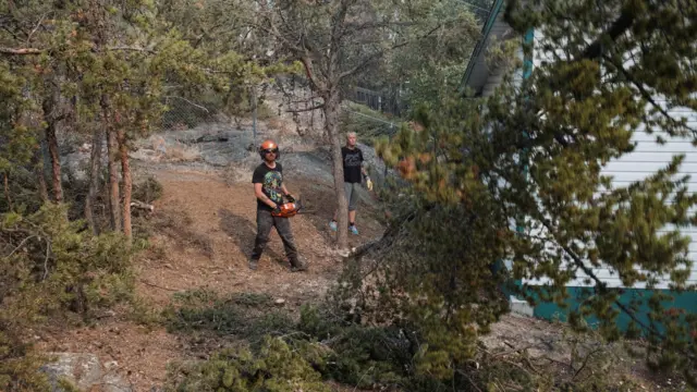 Hombres podando un árbol.