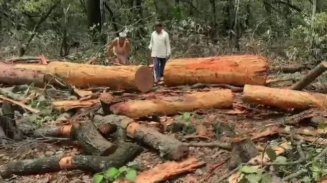 रविवार को ऋषिकेश में, भनियावाला और रानीपोखरी के बीच देहरादून-ऋषिकेश नेशनल हाईवे पर सड़क चौड़ी करने के प्रस्तावित प्रोजेक्ट के लिए काटे जाने वाले पेड़ों की सुरक्षा के लिए स्थानीय निवासी और पर्यावरण कार्यकर्ता पहरा देते हुए नज़र आए.