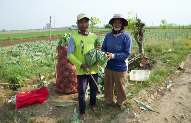 indramayu, pesisir, pertanian, swasembada pangan, pantura