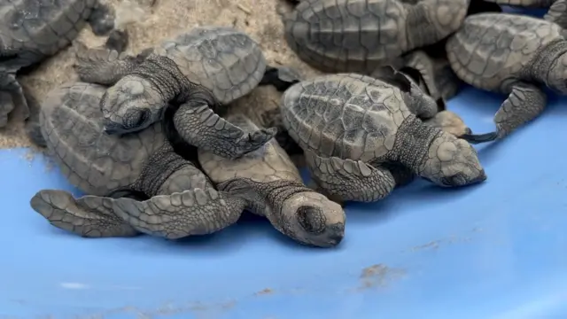 ऑलिव्ह रिडले कासव 