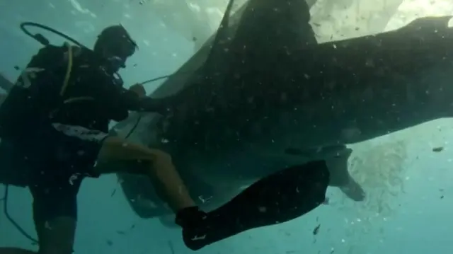 திமிங்கலச் சுறா, இந்தோனீசியா, கடல் 