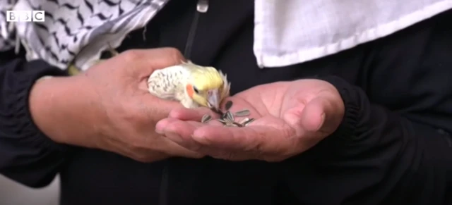 પક્ષી