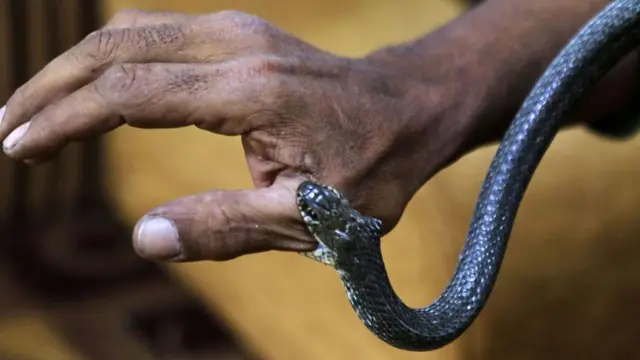 Maciji na saran ɗan yatsar wani mutum