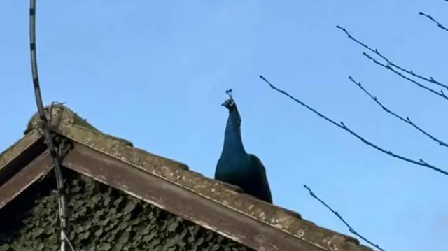 Un pavo real silueteado en lo alto del alero de una casa.