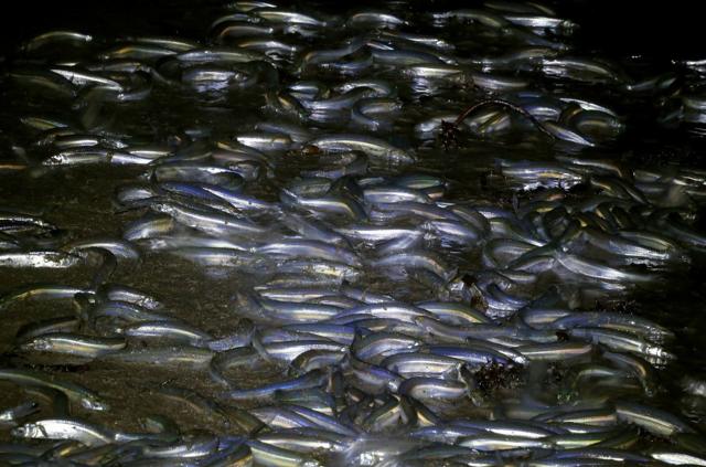 Peixes durante ritual de acasalamento