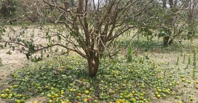 ሓደጋ በረድ ዘብፀሖ ጉድኣት
