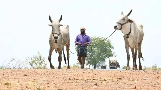 બીબીસી ગુજરાતી, ગુજરાત, બ્રાઝિલ, બીબીસી, ગાય, 41 કરોડ રૂ.