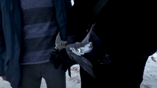 Shimbir la badbaadiyay