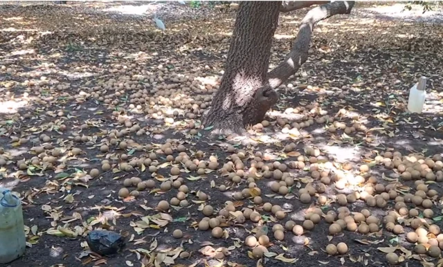 બીબીસી ગુજરાતી હવામાન વરસાદ ચોમાસું વેધર અપડેટ ખેતીવાડી કૃષિ વિભાગ