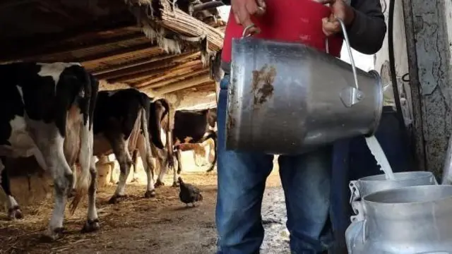 नेपालमा दैनिक ७० लाख लिटरसम्म दूध उत्पादन हुने सरकारी आकलन छ